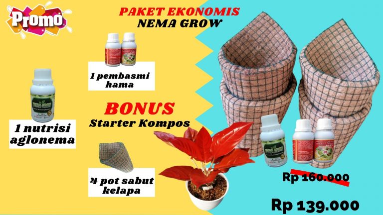 BIG SALE Pengrajin PaketPupuk Aglonema Merah Muara Bungo, Pusat Pupuk Tanaman Hias Aglonema Tebo, Toko Jenis Pupuk Tanaman Aglaonema Muara Tebo
