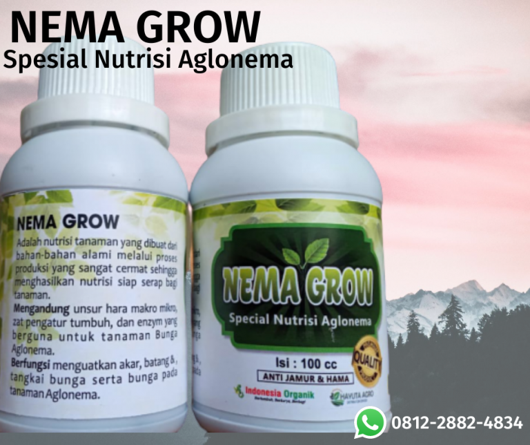 BERKUALITAS 0812-2882-4834 Pupuk Bunga Aglonema Red Sumatra Aceh Tamiang, Pupuk Aglonema Big Roy Karang Baru, Pupuk Aglonema Rotundum Aceh Aceh Tengah