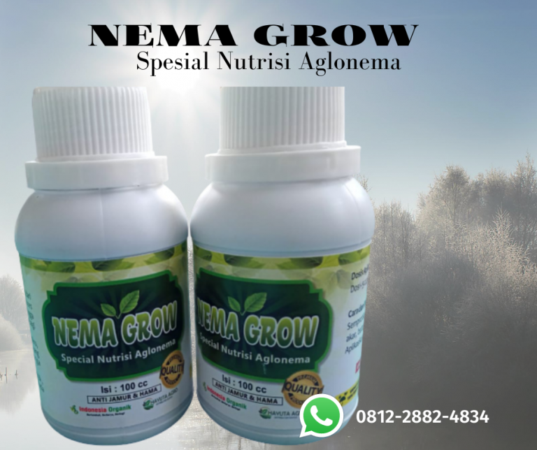 DISCOUNT 0812-2882-4834 Pupuk Aglonema Khanza Aceh Barat Daya, Pupuk Bunga Aglonema Red Sumatra Blangpidie, Pupuk Aglonema Big Roy Aceh Besar