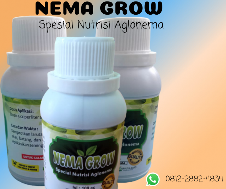 MURAH 0812-2882-4834 Pupuk Aglonema Red Anjasmani Tutuyan, Pupuk Aglonema Khanza Bolaang Mondondow Selatan, Pupuk Bunga Aglonema Red Sumatra Bolaang Uki