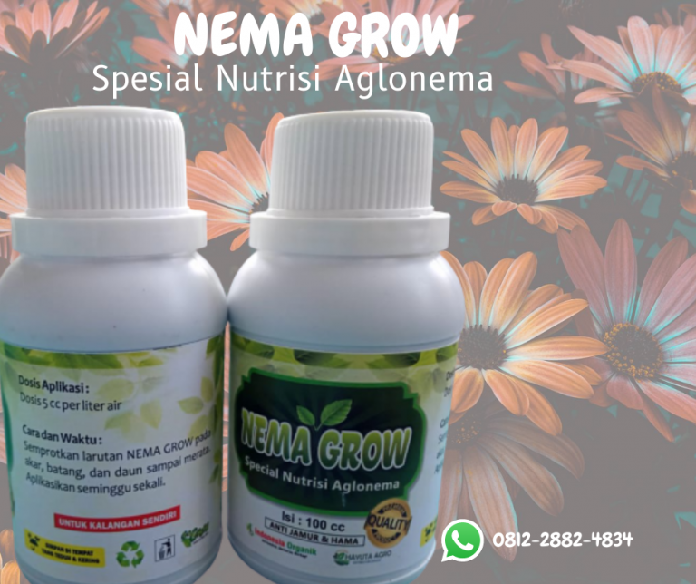 AMAN 0812-2882-4834 Pupuk Aglonema Red King Amurang, Pupuk Aglonema Red Anjasmani Minahasa Utara, Pupuk Aglonema Khanza Airmadidi