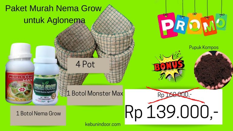 FOR SALE Retail Paket Pupuk Aglonema Terbaik Banda Aceh, Pengrajin Pupuk Aglonema Merah Aceh Barat, Pusat Pupuk Tanaman Hias Aglonema Meulaboh