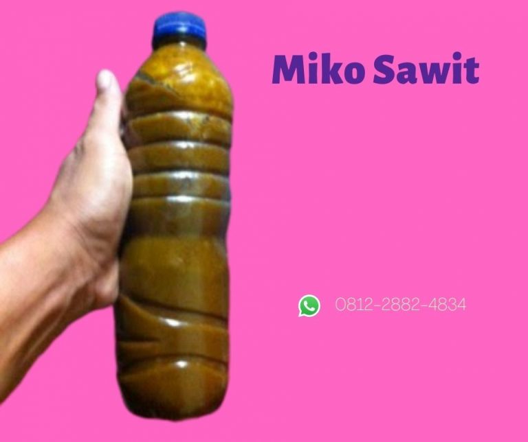 BIG SALE Miko Kelapa Sawit Kota Pariaman, Pusat Pembeli Miko Sawit Kota Payakumbuh, Toko Miko Sawit 2020 Kota Bukittinggi