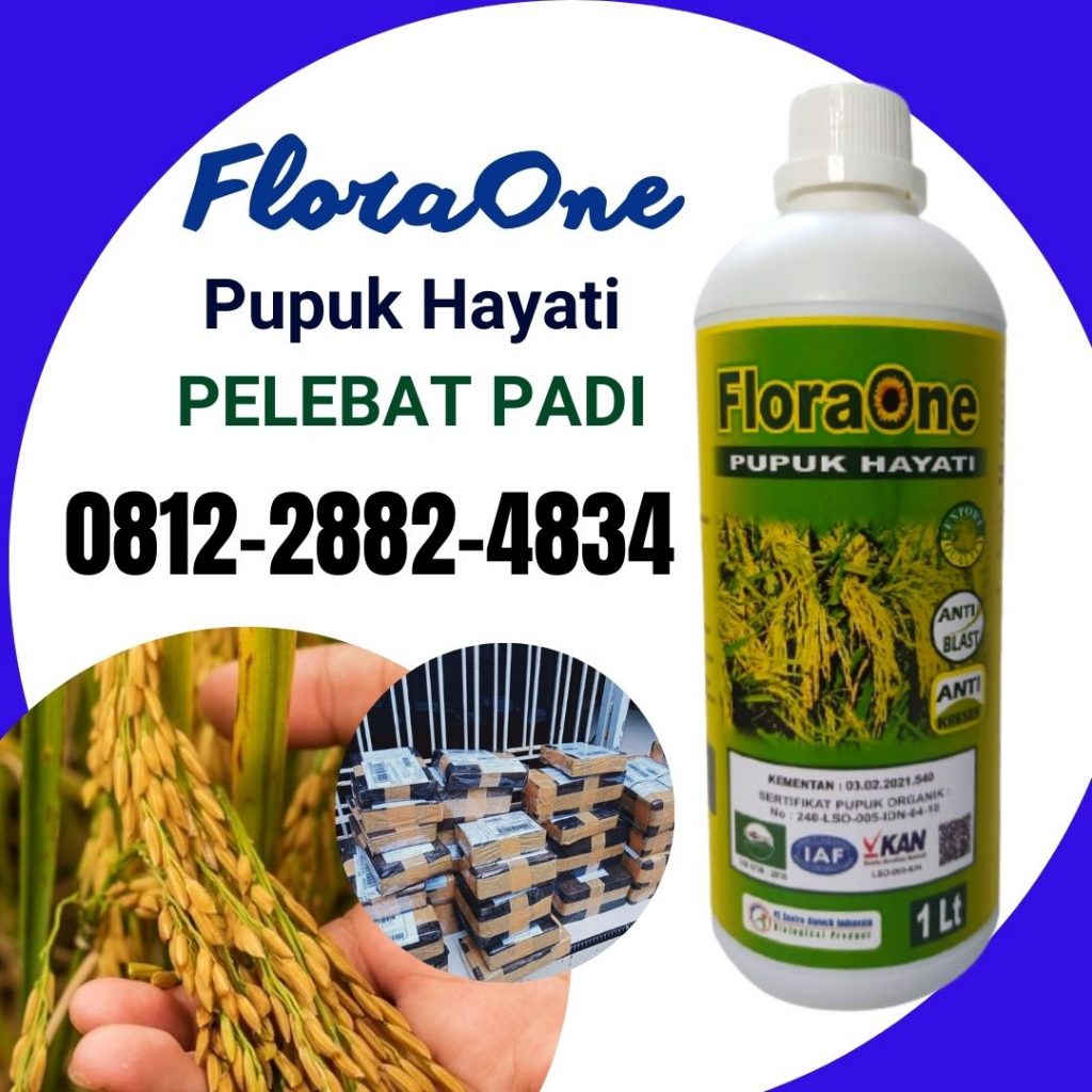 Produsen Obat Padi Sundep Ende, Pabrik Obat Padi Alami Aceh Barat, Agen Obat Padi Bunting Aceh Barat Daya, Harga Obat Padi Busuk Batang Aceh Besar