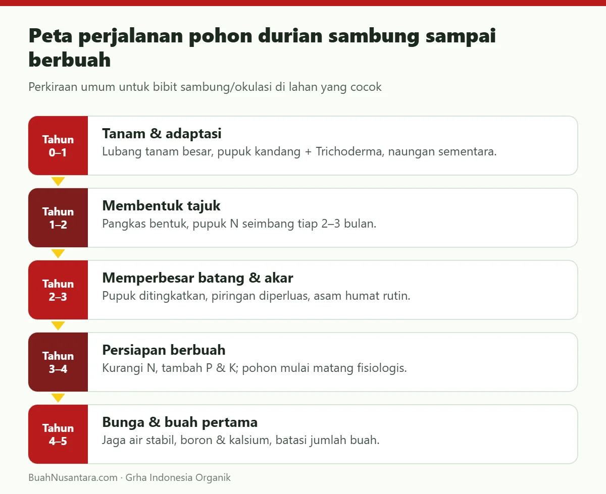 Peta perjalanan pohon durian sambung sampai berbuah