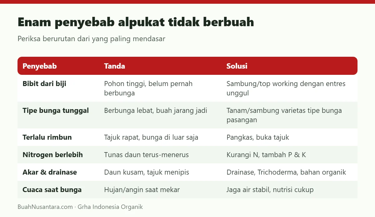 Enam penyebab alpukat tidak berbuah