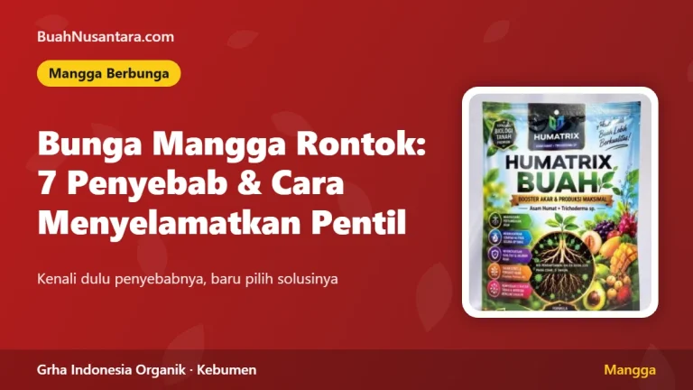 Bunga Mangga Rontok: 7 Penyebab dan Cara Menyelamatkan Pentil