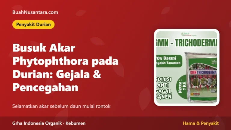 Busuk Akar Phytophthora pada Durian: Gejala, Pencegahan, dan Peran Trichoderma