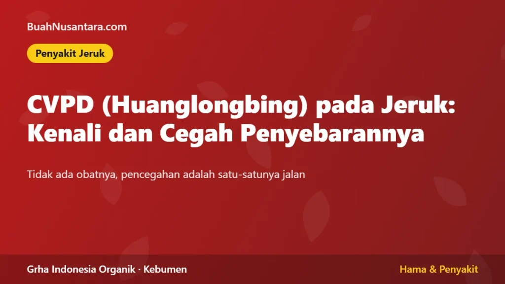 CVPD (Huanglongbing) pada Jeruk: Kenali Gejalanya dan Cegah Penyebarannya