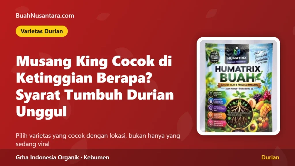 Durian Musang King Cocok di Ketinggian Berapa? Syarat Tumbuh Varietas Unggul