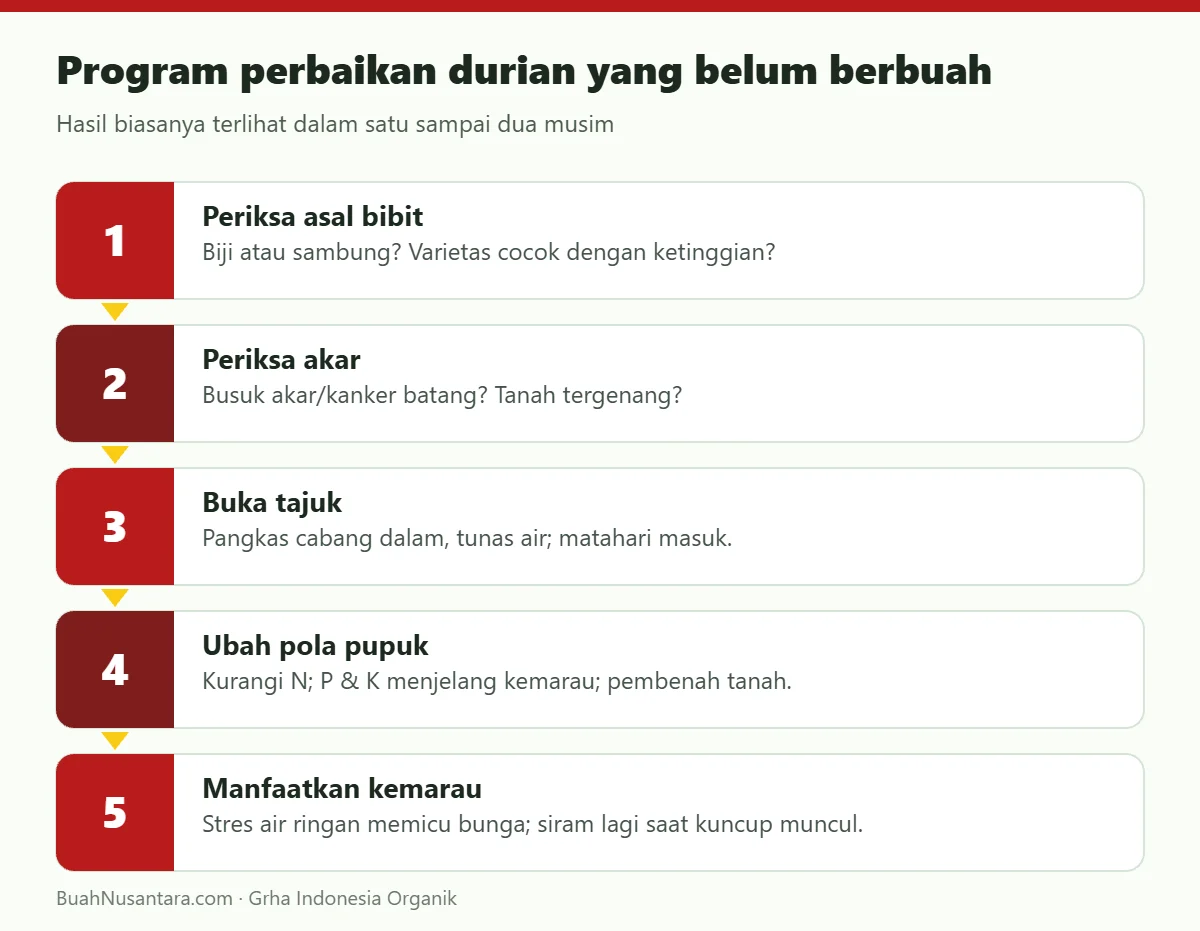 Program perbaikan durian yang belum berbuah