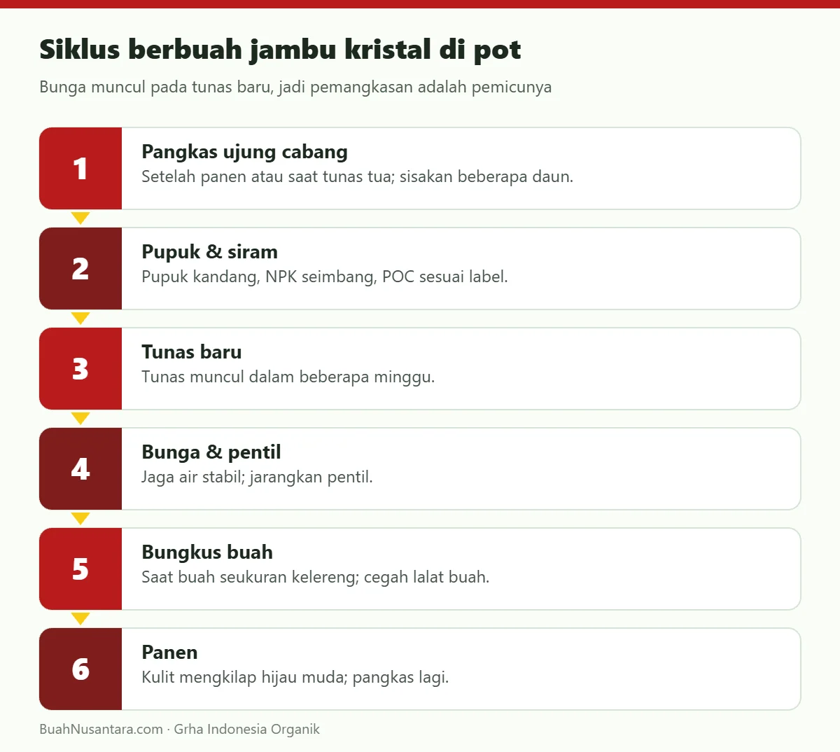 Siklus berbuah jambu kristal di pot