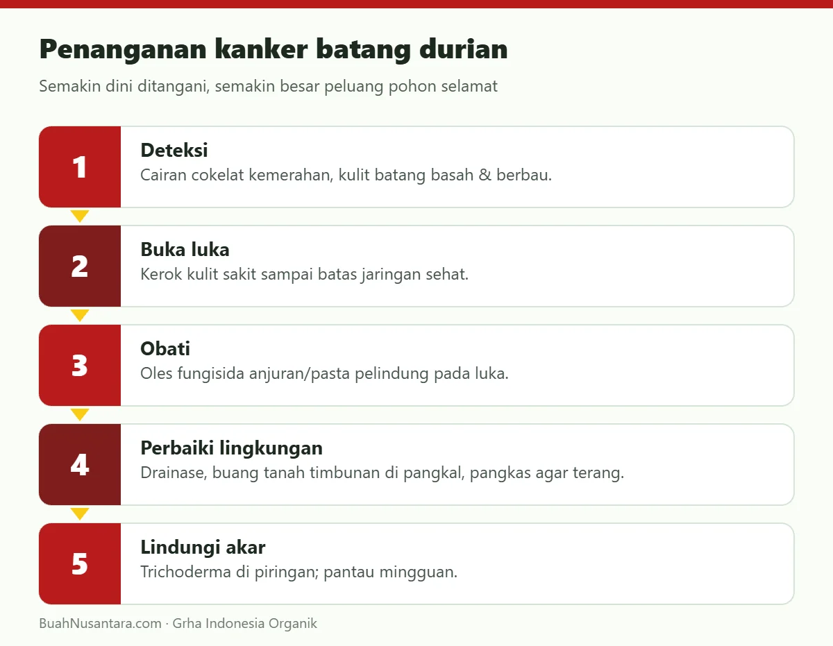 Penanganan kanker batang durian