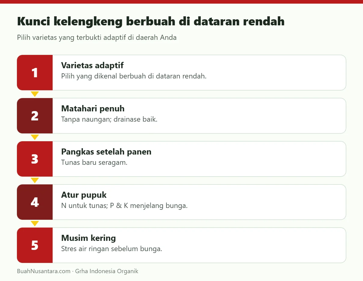 Kunci kelengkeng berbuah di dataran rendah