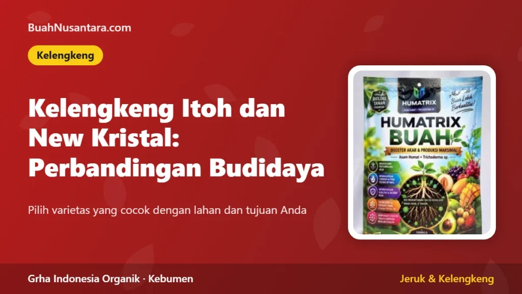 Kelengkeng Itoh dan New Kristal: Perbandingan Budidaya