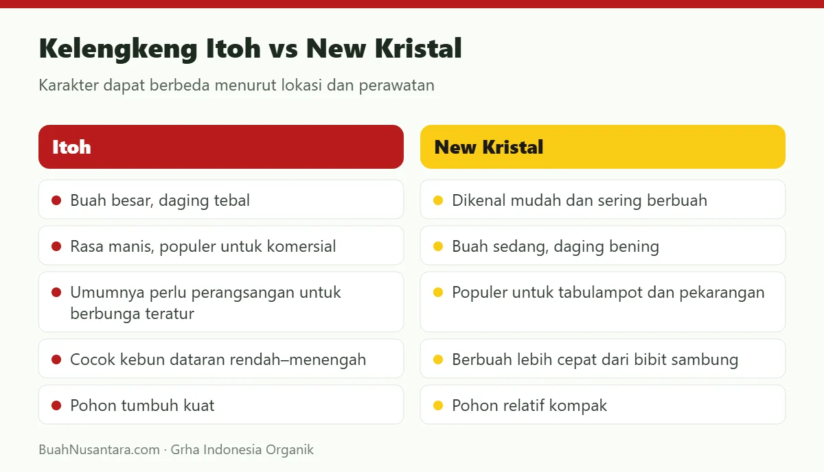 Kelengkeng Itoh vs New Kristal