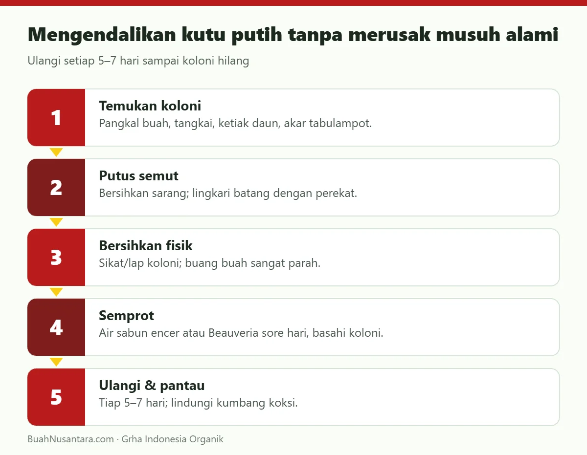 Mengendalikan kutu putih tanpa merusak musuh alami