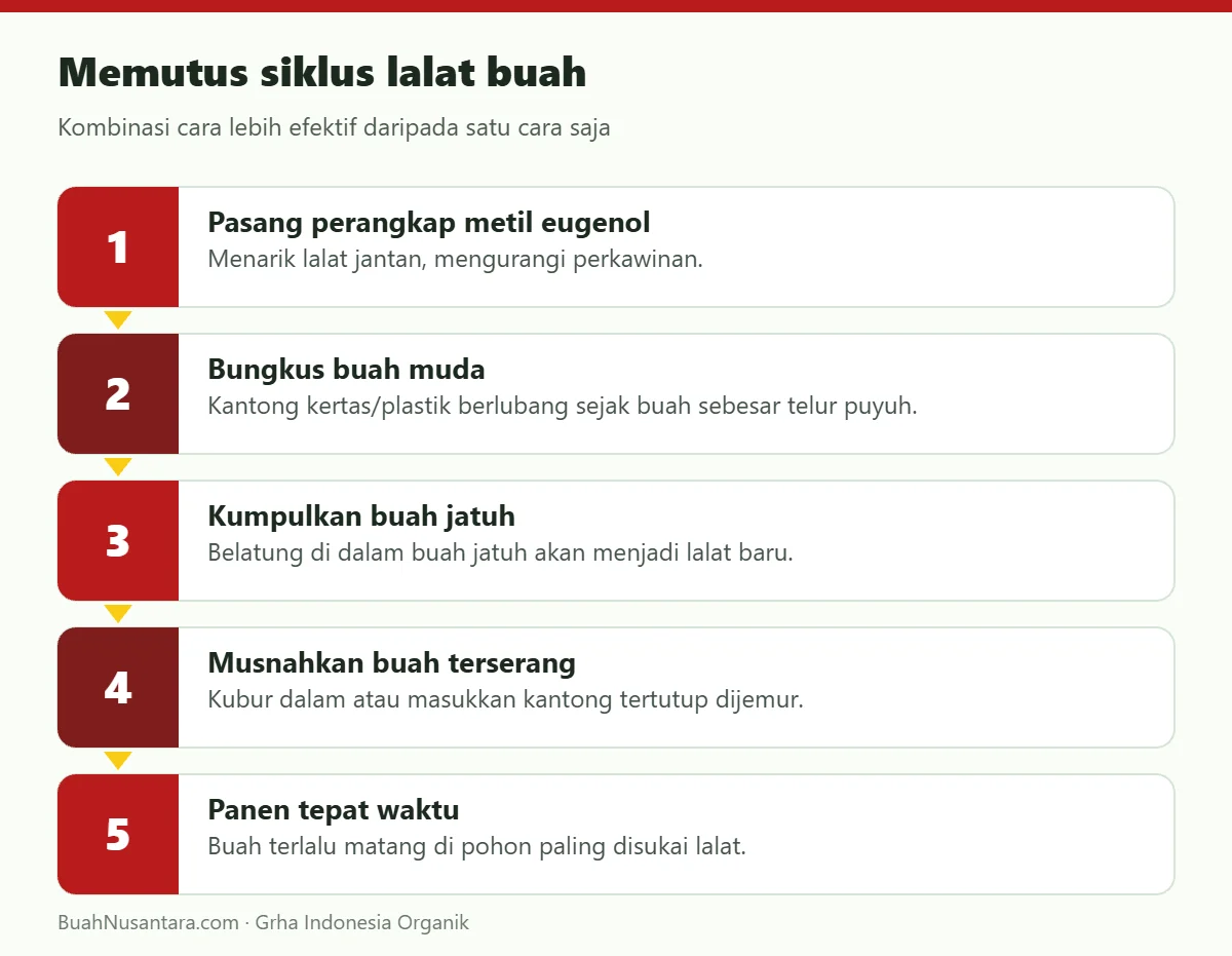 Memutus siklus lalat buah