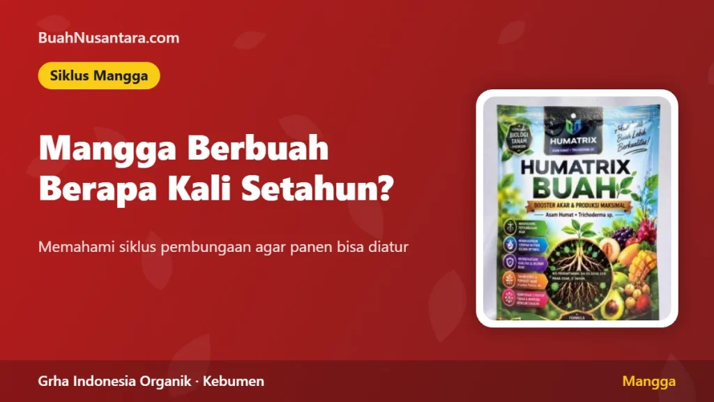 Mangga Berbuah Berapa Kali Setahun? Memahami Siklus Pembungaan Mangga