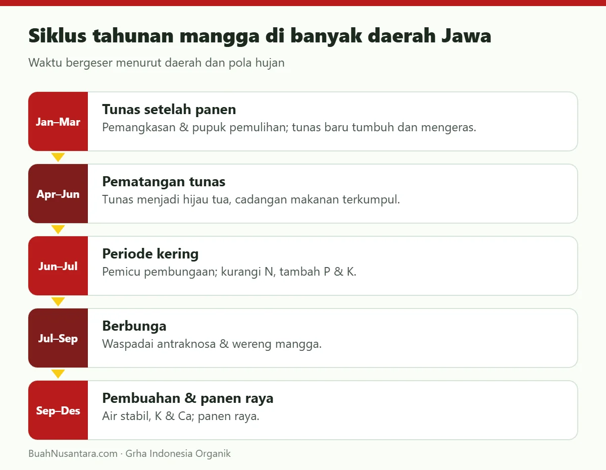 Siklus tahunan mangga di banyak daerah Jawa