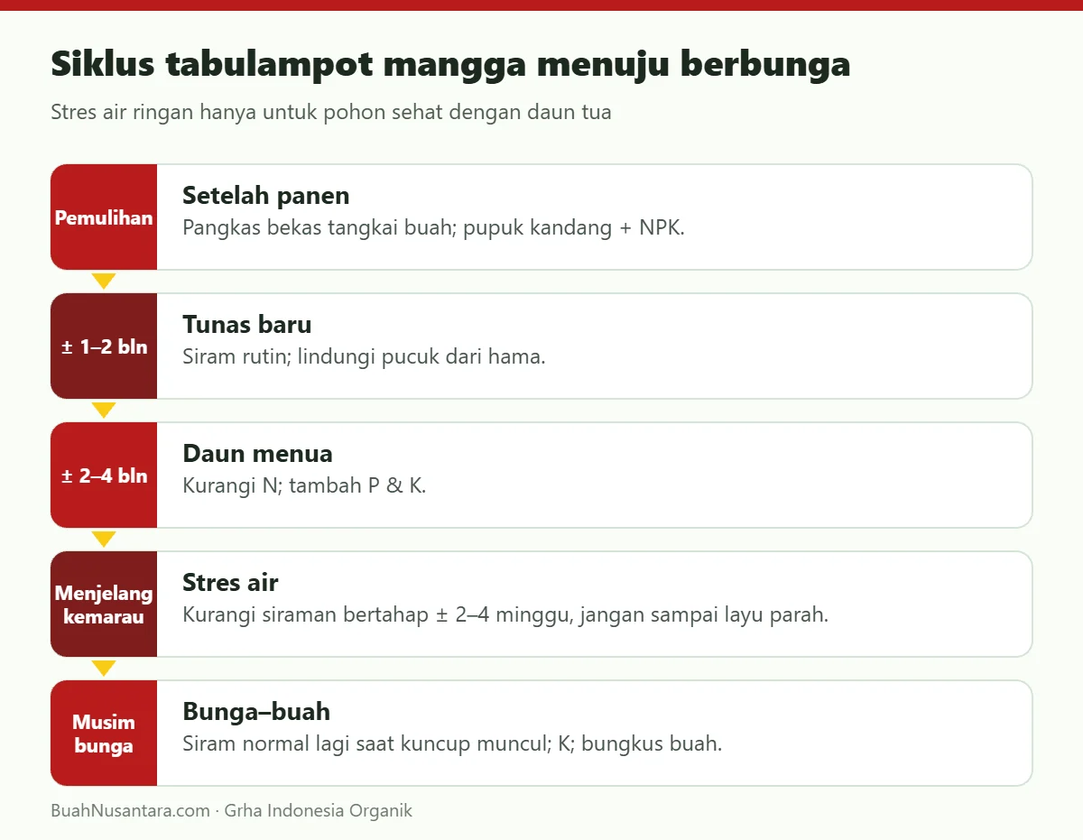 Siklus tabulampot mangga menuju berbunga