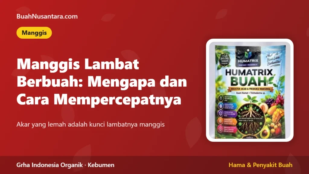 Manggis Lambat Berbuah: Mengapa dan Cara Mempercepatnya