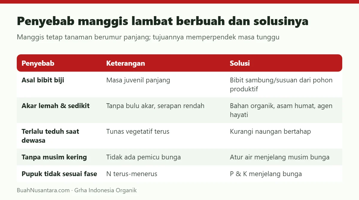 Penyebab manggis lambat berbuah dan solusinya