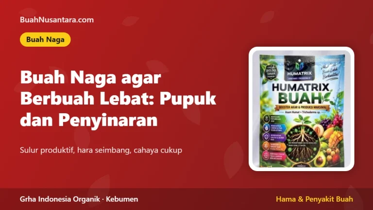 Buah Naga agar Berbuah Lebat: Pupuk dan Penyinaran