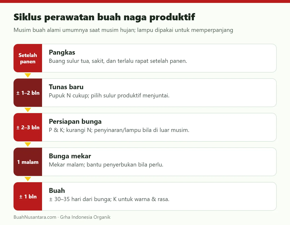 Siklus perawatan buah naga produktif