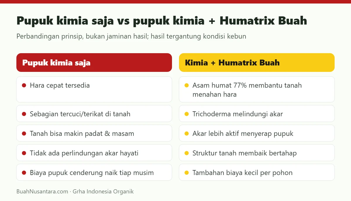 Pupuk kimia saja vs pupuk kimia + Humatrix Buah