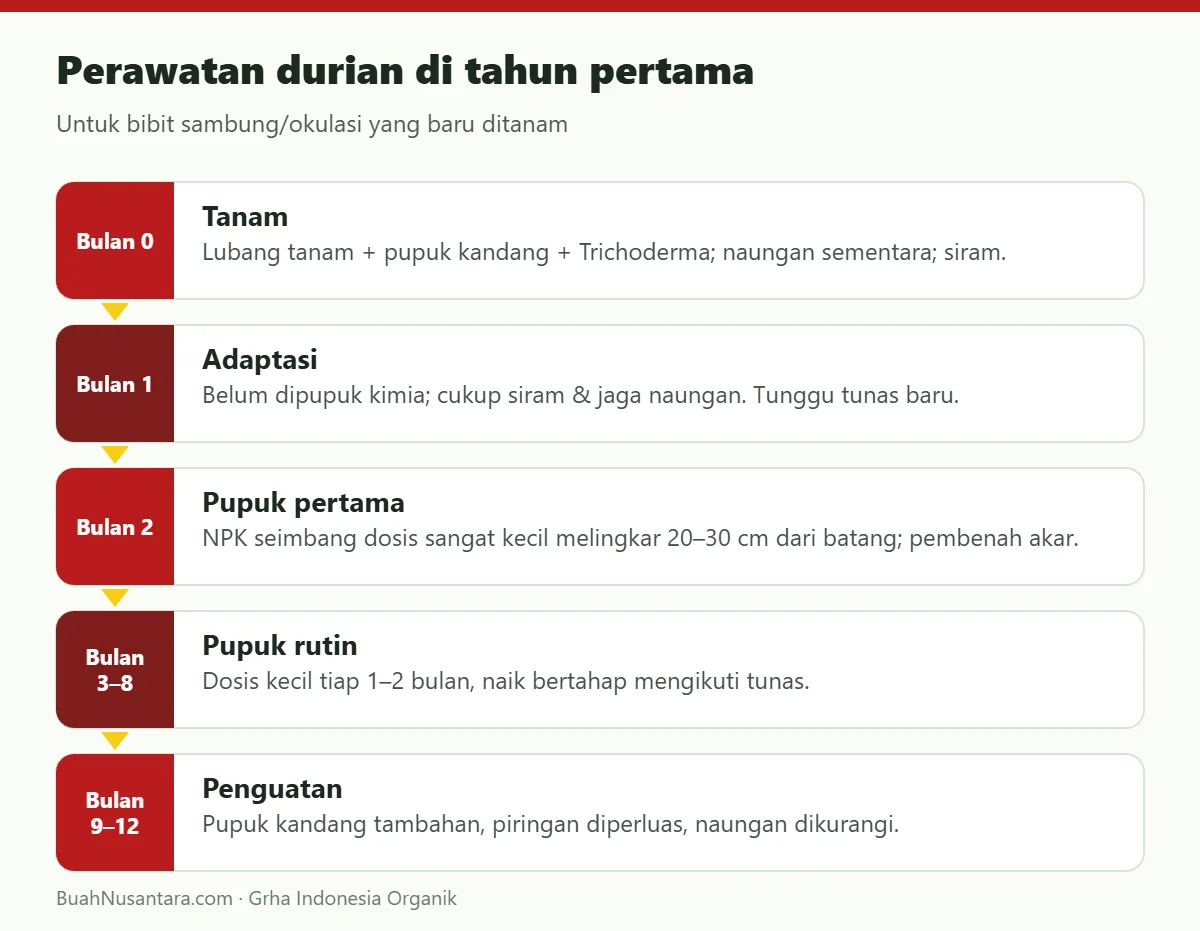 Perawatan durian di tahun pertama