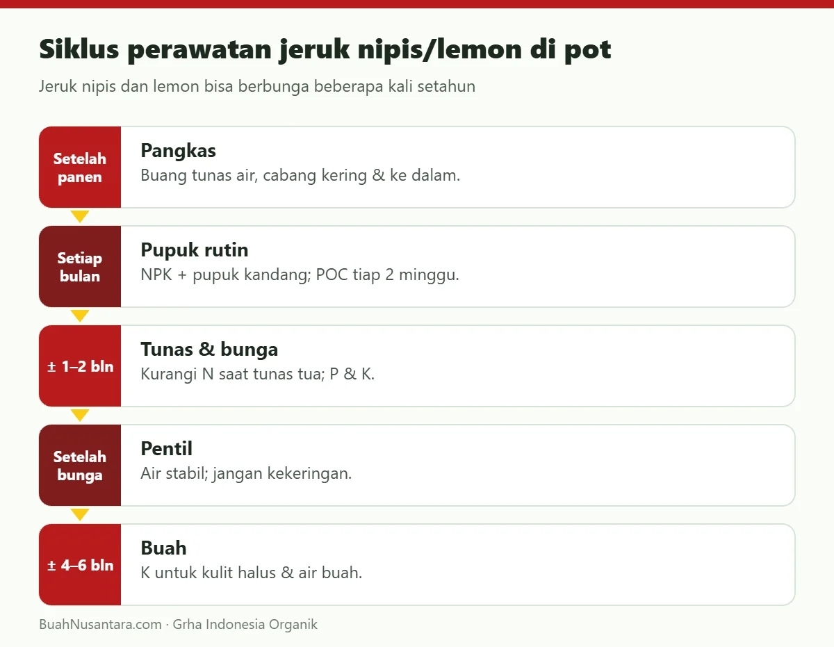 Siklus perawatan jeruk nipis/lemon di pot