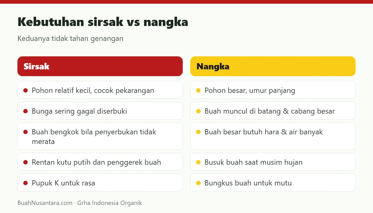 Kebutuhan sirsak vs nangka