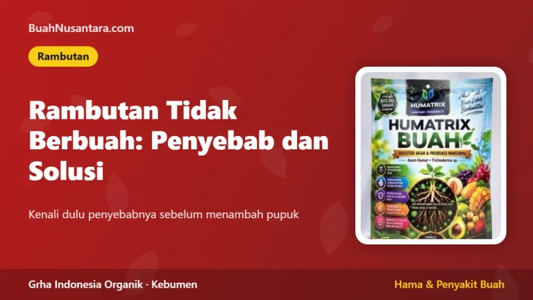 Rambutan Tidak Berbuah: Penyebab dan Solusi