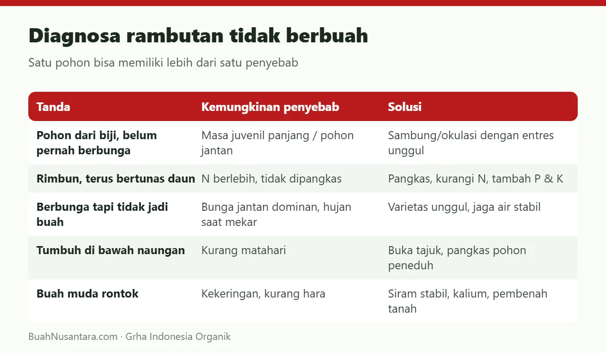 Diagnosa rambutan tidak berbuah