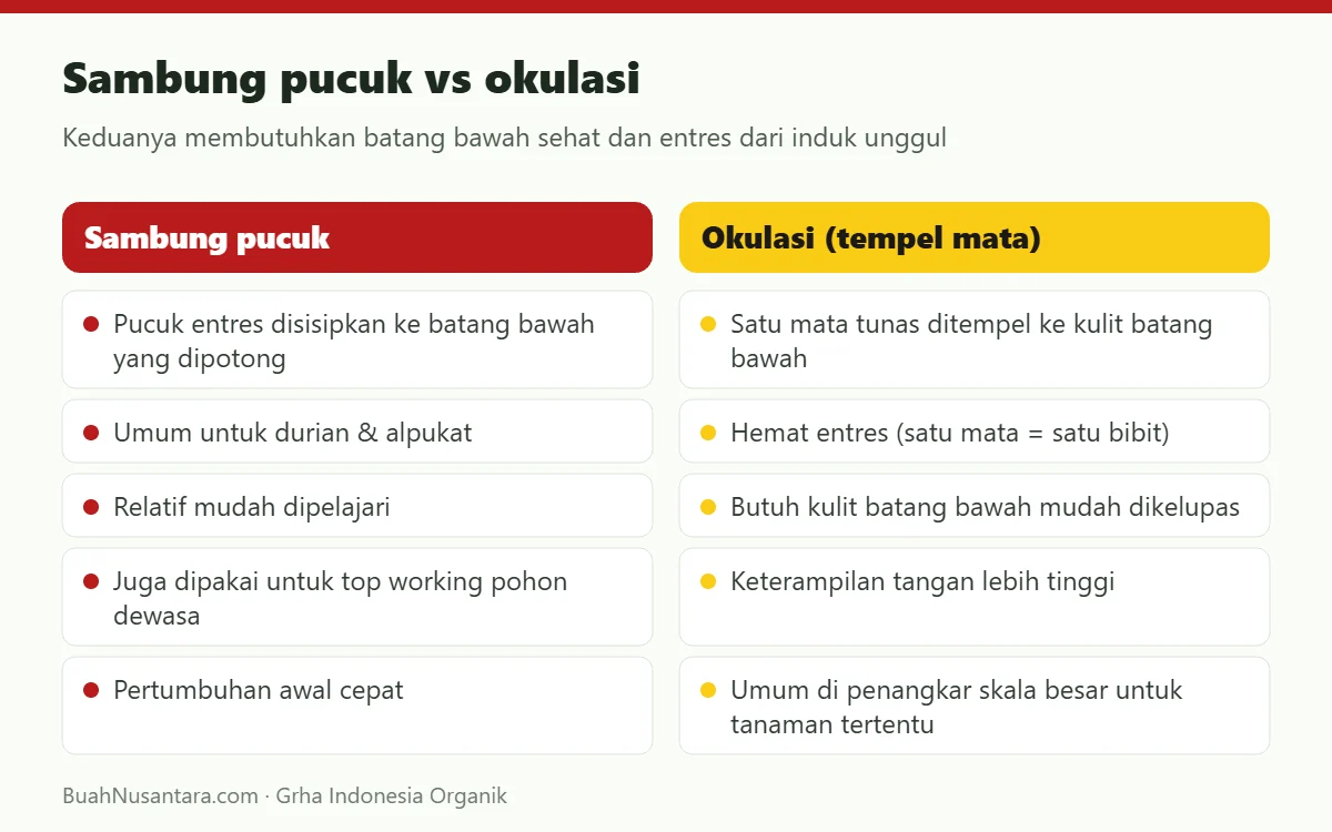 Sambung pucuk vs okulasi
