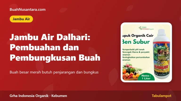 Jambu Air Dalhari: Pembuahan dan Pembungkusan Buah
