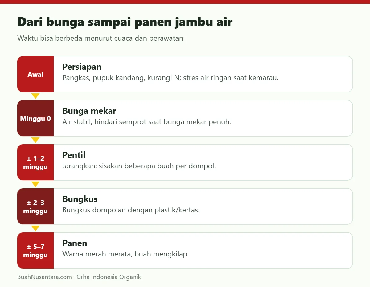 Dari bunga sampai panen jambu air