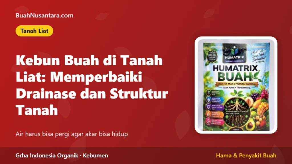 Kebun Buah di Tanah Liat: Cara Memperbaiki Drainase dan Struktur Tanah