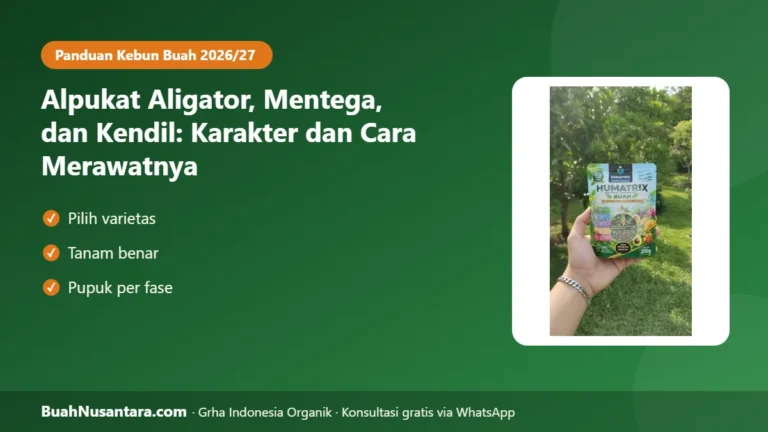 JANGAN Tertipu Bibit Palsu! Alpukat Aligator, Mentega, dan Kendil: Karakter dan Cara Merawatnya