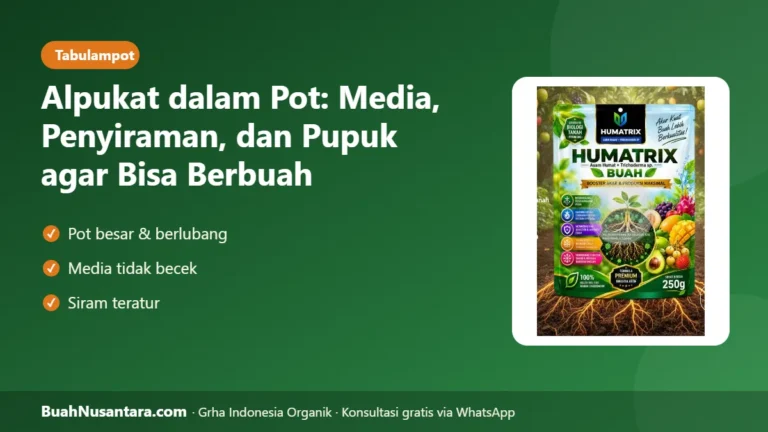 ALPUKAT dalam Pot Bisa Berbuah! Media, Penyiraman, dan Pupuk yang Tepat