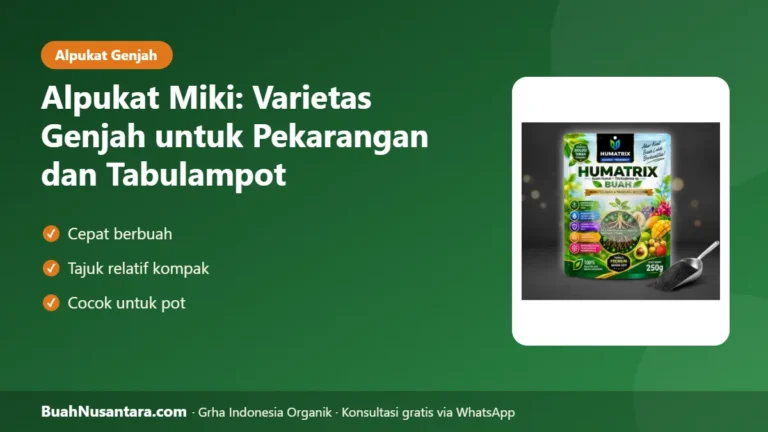 ALPUKAT GENJAH untuk Pot! Alpukat Miki: Karakter dan Cara Merawat agar Cepat Berbuah