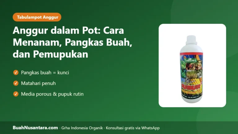 ANGGUR dalam Pot Bisa Berbuah! Teknik Pangkas Buah dan Pemupukan untuk Dataran Rendah
