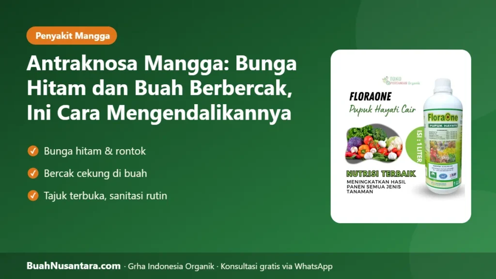 Antraknosa mangga