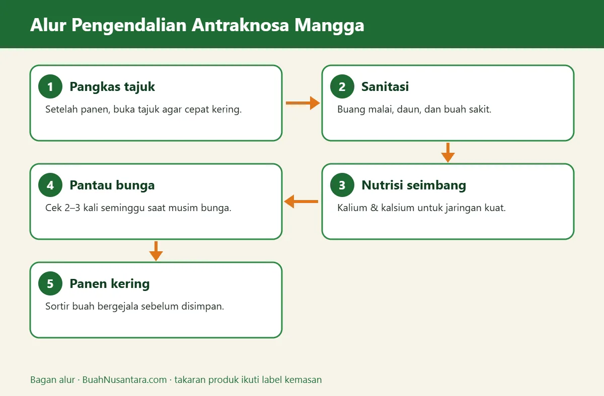 Bagan alur antraknosa mangga