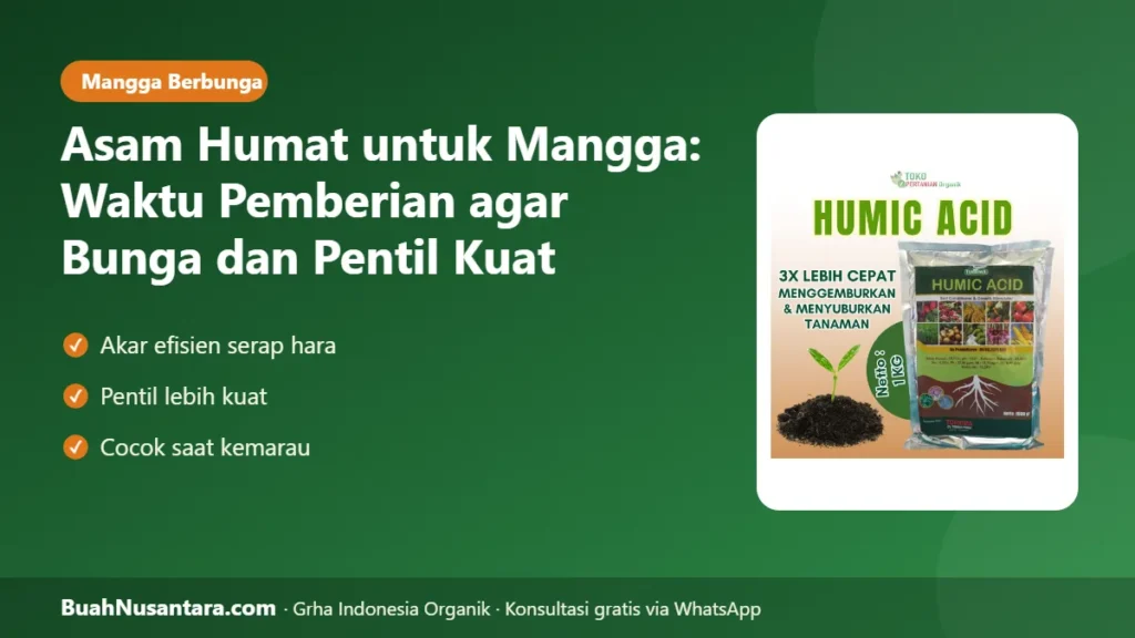 Asam humat untuk mangga