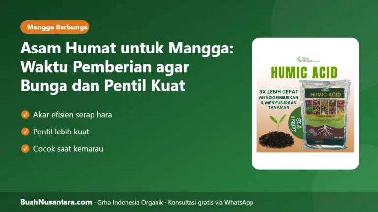 PENTIL Mangga Lebih Kuat! Waktu Tepat Memberi Asam Humat untuk Mangga Saat Berbunga