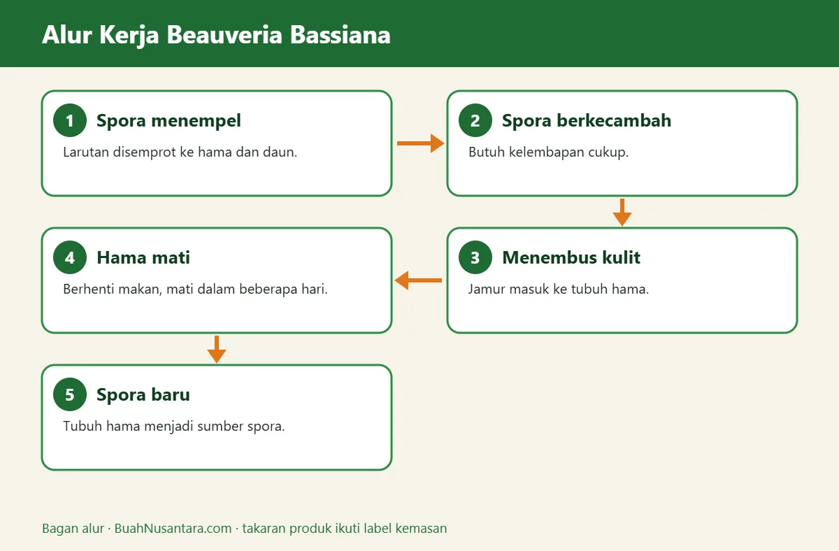 Bagan alur beauveria bassiana