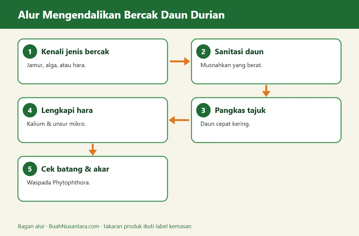 Bagan alur bercak daun durian