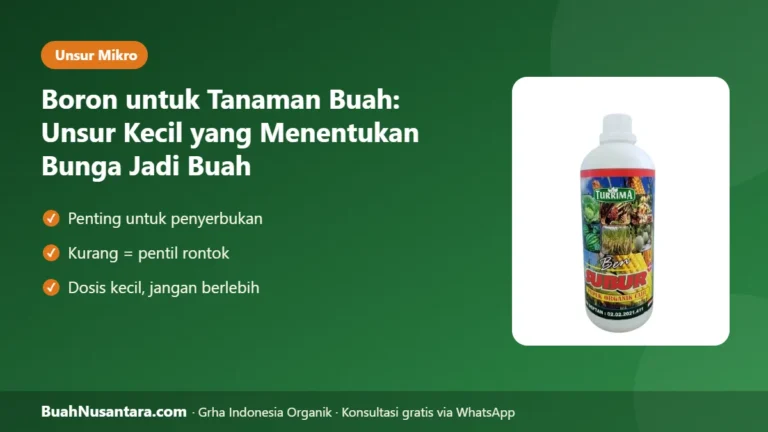 BUNGA Banyak Buah Sedikit? Boron untuk Tanaman Buah, Unsur Kecil Penentu Bunga Jadi Buah